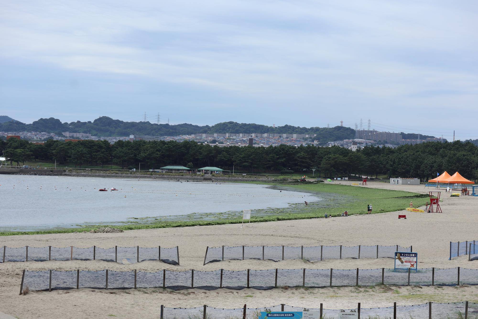 海水浴場の終了とアオサ漂着の写真
