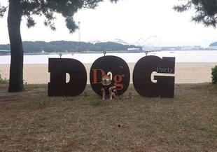 元気いっぱいなワンちゃんが集まって「海の公園シーサイドドッグラン2022秋」が開催されました