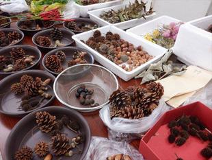 第14期海の環境を考える親子講座「第6回　公園の樹木・木の実とタネ」を開催しました