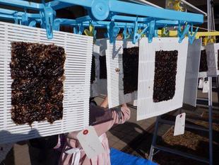 第14期海の環境を考える親子講座「第9回　海の食育講座」を開催しました