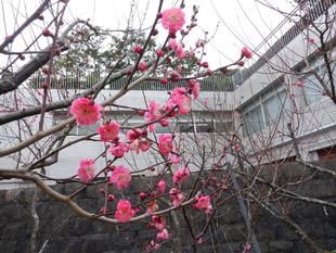 梅の花がキレイです！
