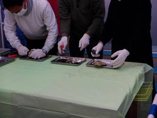 かき小屋「牡蠣の早剥きShow!!」