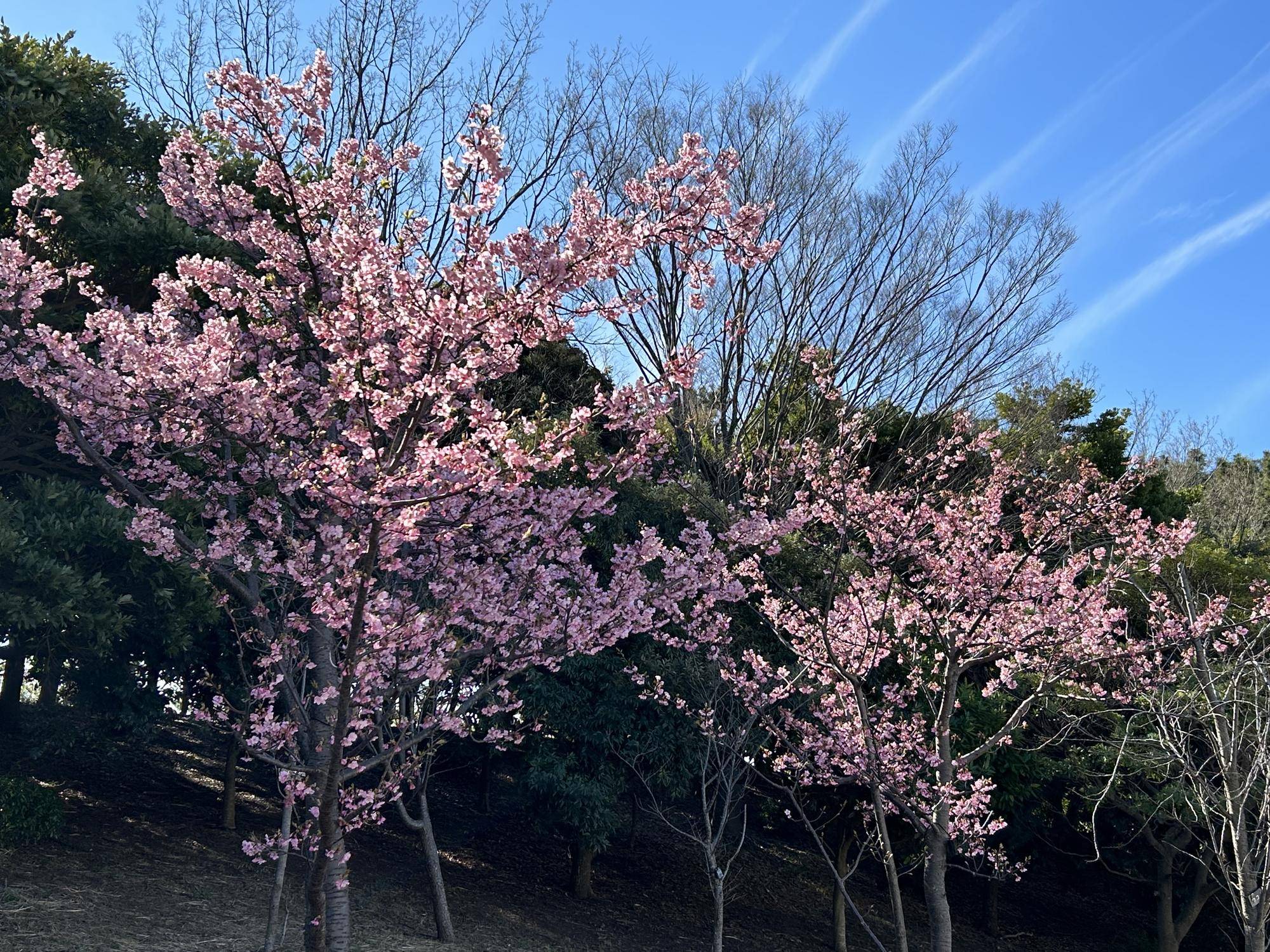 河津桜が満開です!の写真