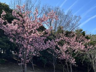 河津桜が満開です！