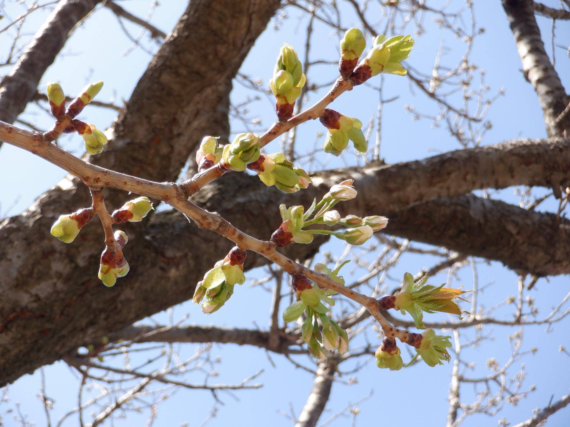 桜開花情報【2023年3年20日】の写真
