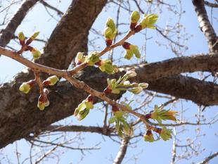 桜開花情報【2023年3年20日】