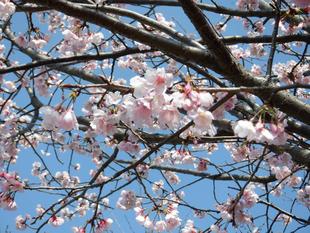 海の公園の桜をお楽しみに！