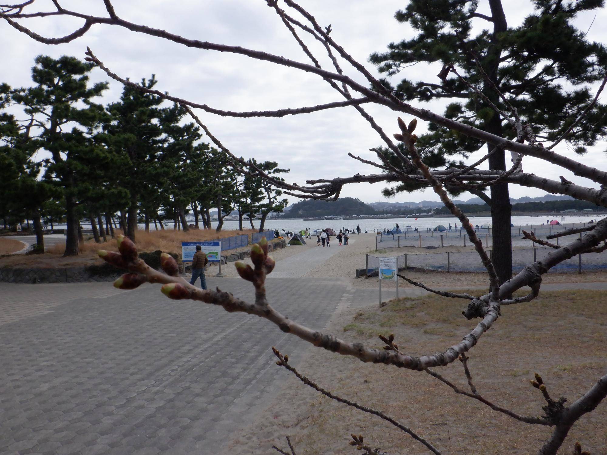 桜開花情報【2023年3月12日】の写真