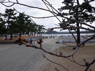 桜開花情報【2023年3月12日】