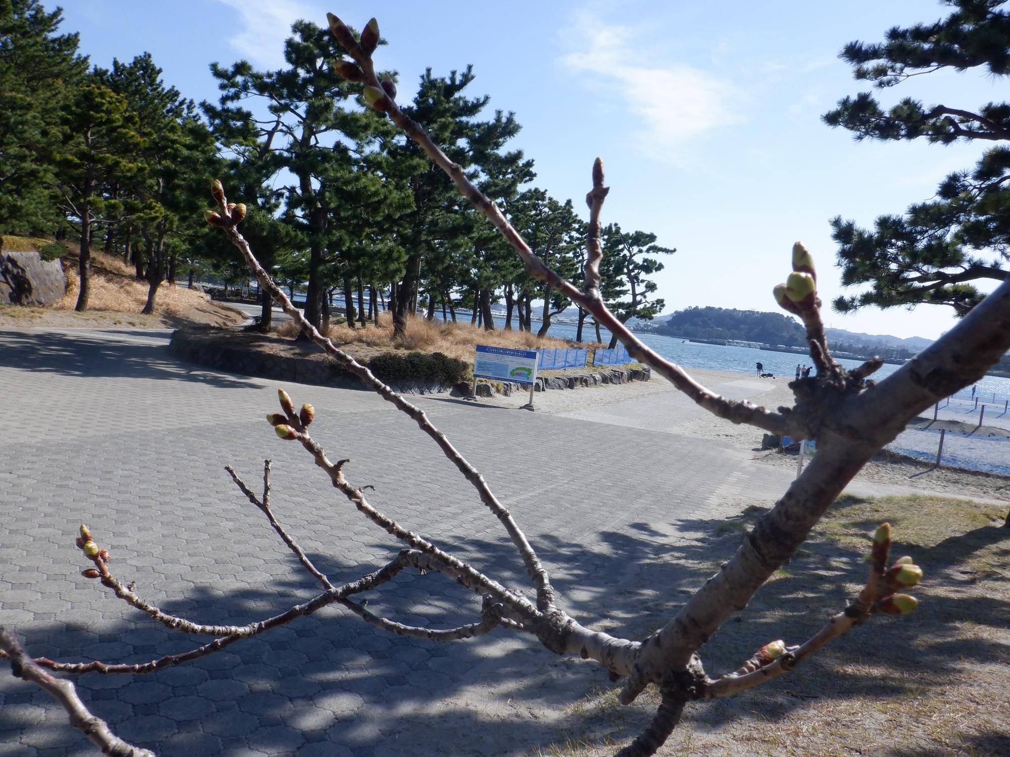 桜開花情報【2023年3月16日】の写真