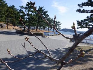 桜開花情報【2023年3月16日】