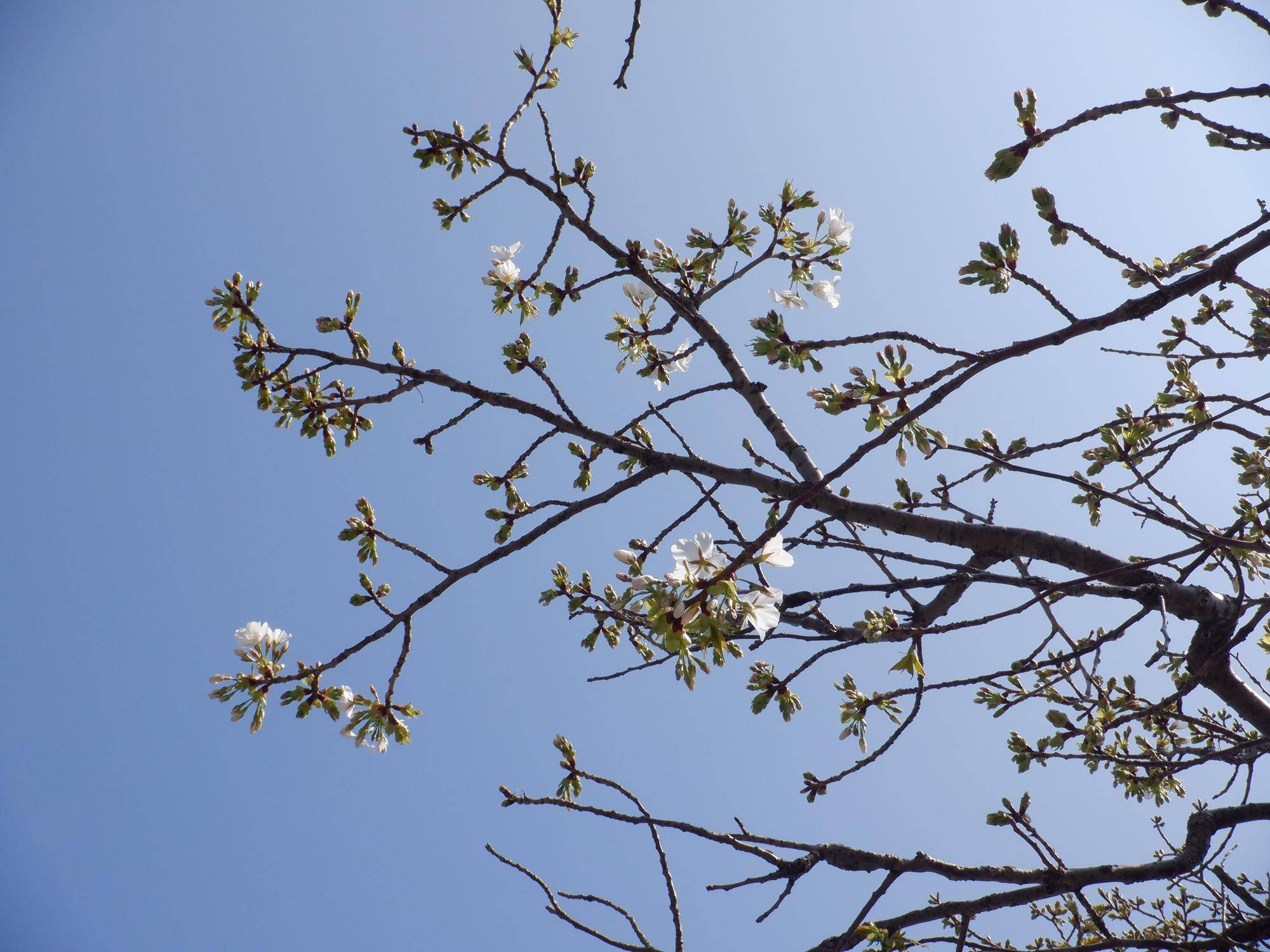 桜開花情報【2023年3月22日】の写真