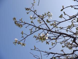 桜開花情報【2023年3月22日】