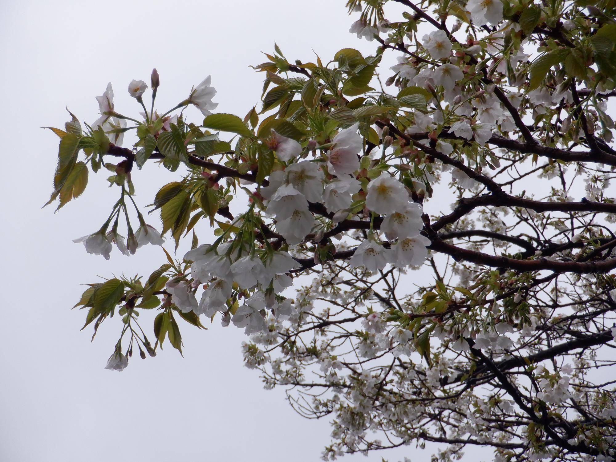 桜開花情報【2023年3月26日】の写真