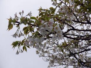 桜開花情報【2023年3月26日】