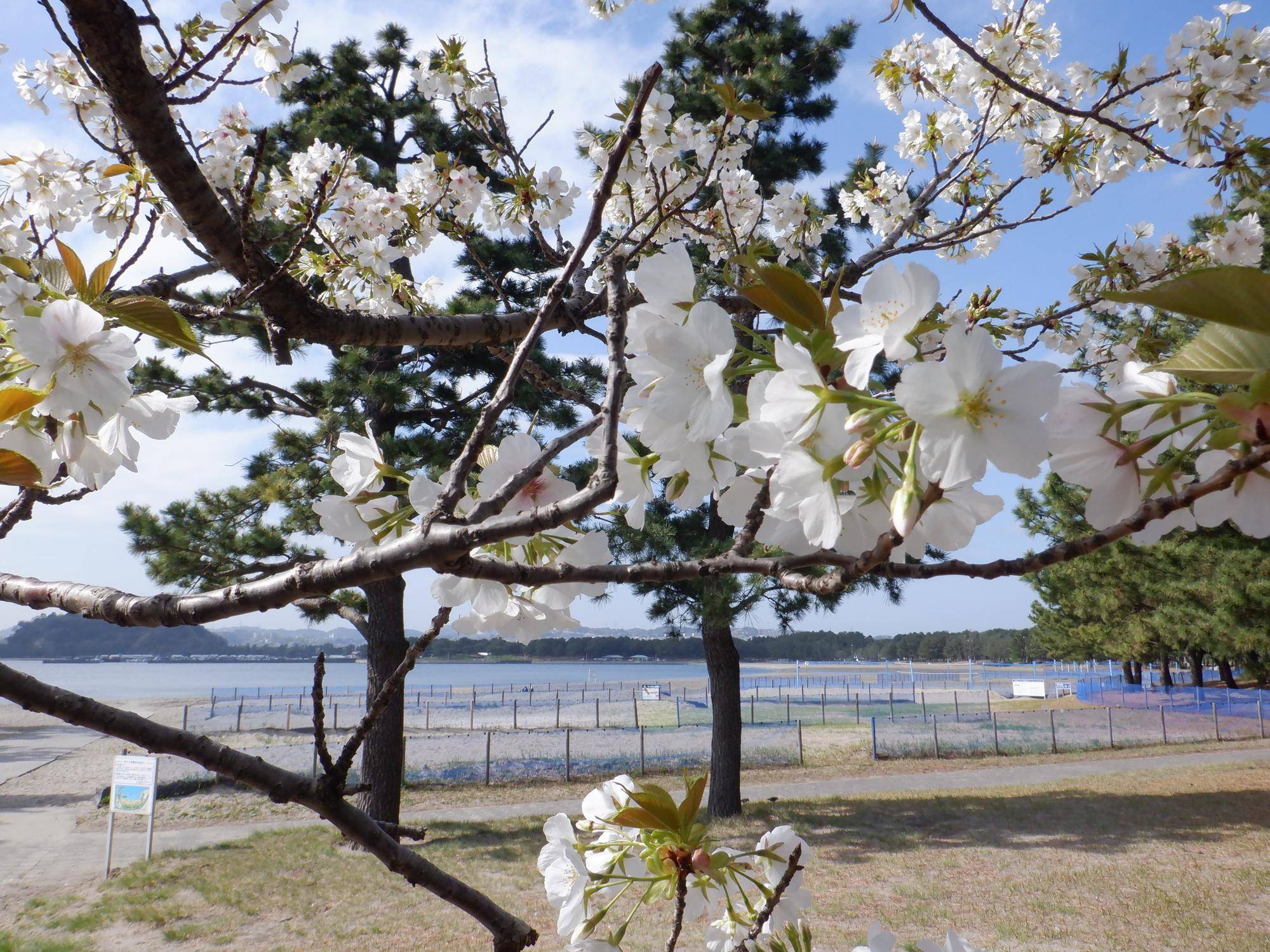 【サクラ開花情報】2023年3月29日の写真