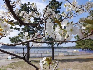 【サクラ開花情報】2023年3月29日