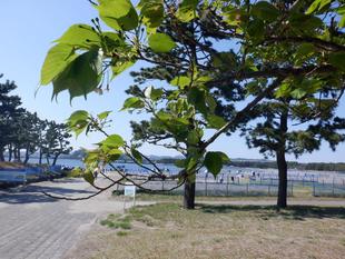 【サクラ開花情報】2023年4月9日