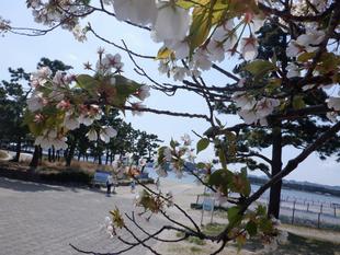 【サクラ開花情報】2023年4月3日