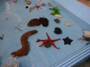 第15期海の環境を考える親子講座　「第2回磯場の生きもの観察」を開催しました。