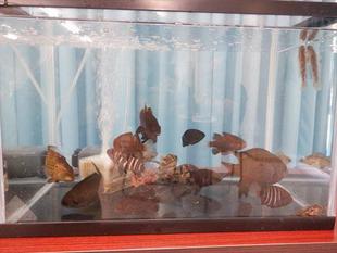 第15期海の環境を考える親子講座　「第3回魚の観察」を開催しました