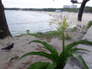 ハマユウ（浜木綿）が咲いています！