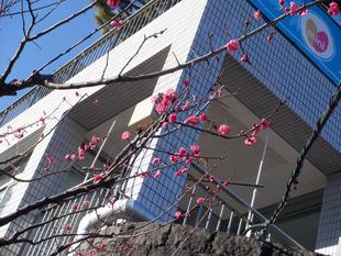 紅梅が咲き始めました