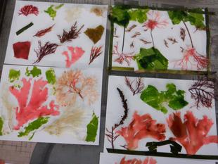 第15期海の環境を考える親子講座「第10回　アマモのお話と海藻押し葉」を開催しました