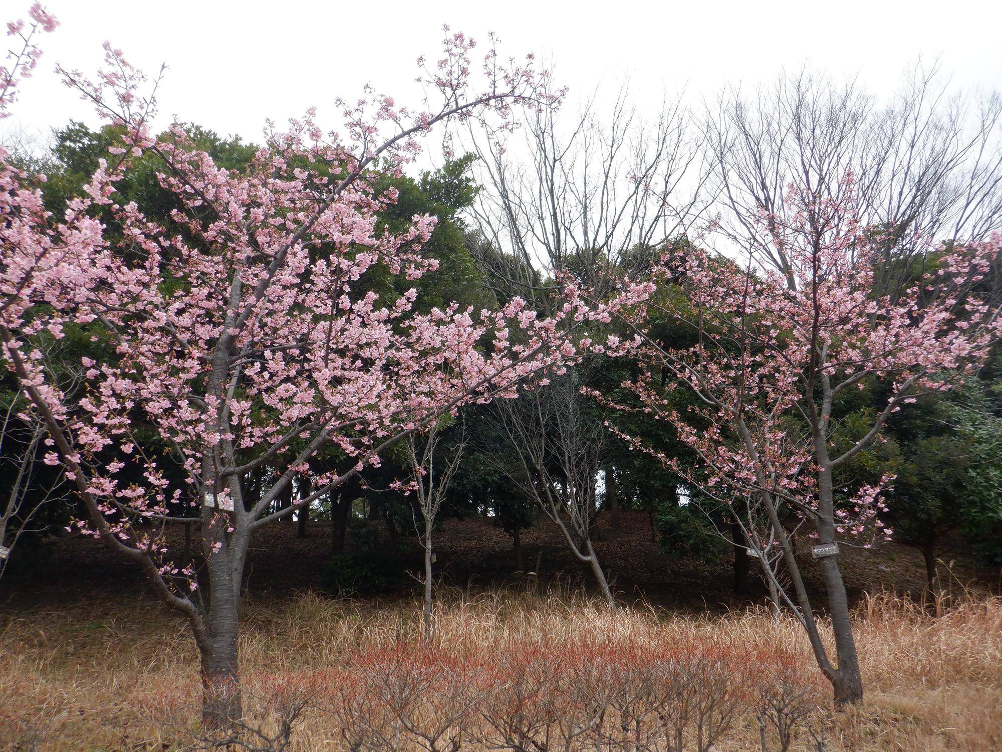 河津桜が見頃となっています!の写真