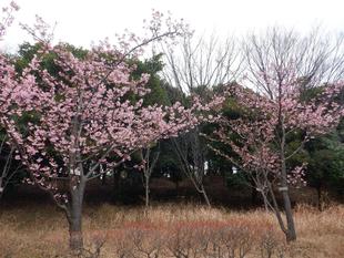 河津桜が見頃となっています！