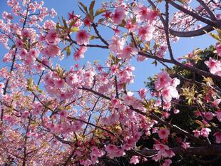 海の公園の桜をお楽しみに！