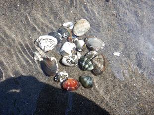 2024年『貝』情報 vol.1