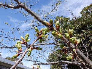 海の公園　サクラ開花情報【2024年3月29日号】