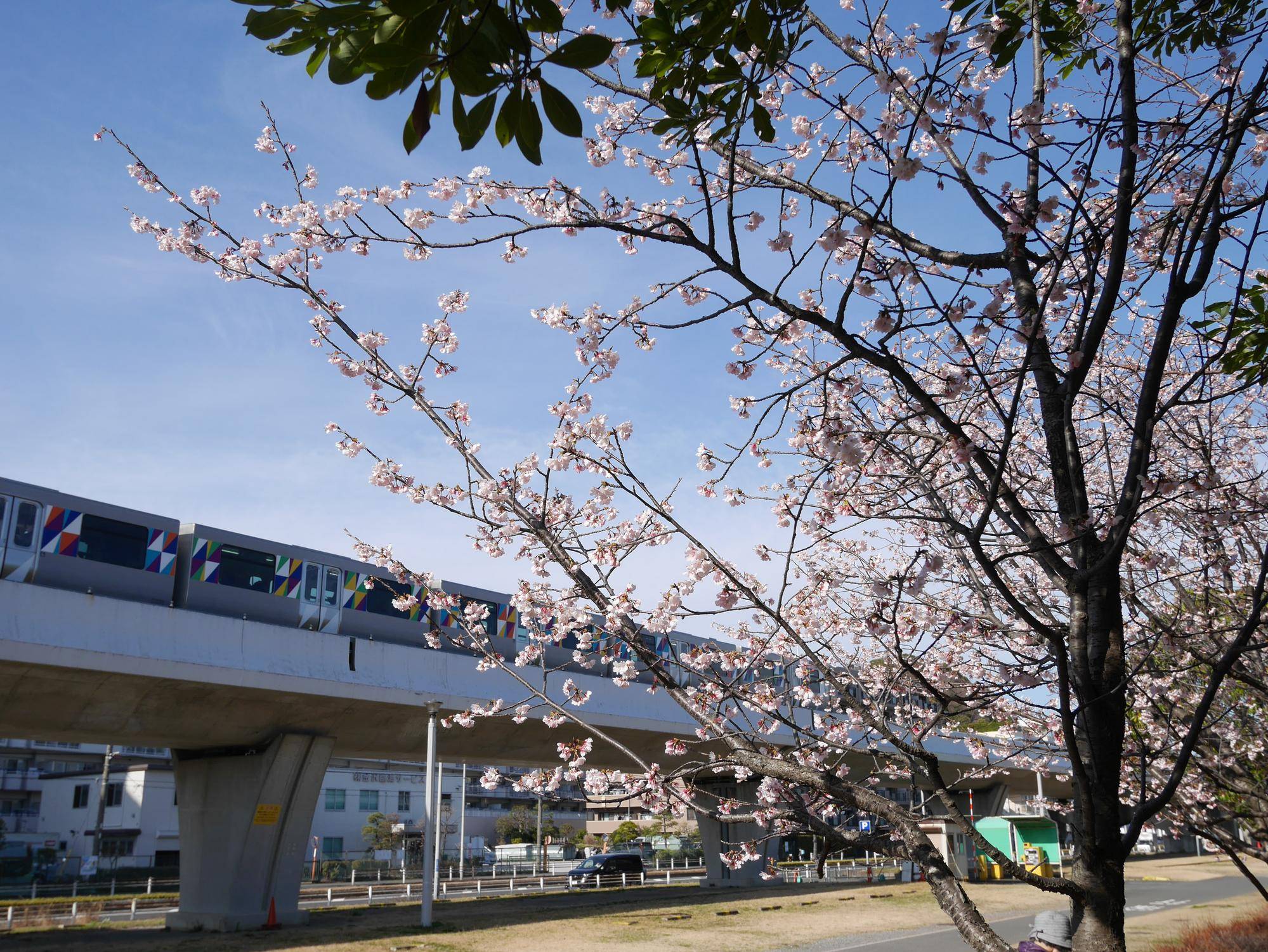 海の公園 サクラ開花情報【2024年3月12日号】の写真