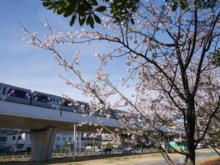 海の公園　サクラ開花情報【2024年3月12日号】