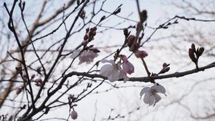 海の公園　サクラ開花情報【2024年3月19日号】