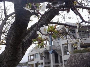 海の公園　サクラ開花情報【2024年4月5日号】