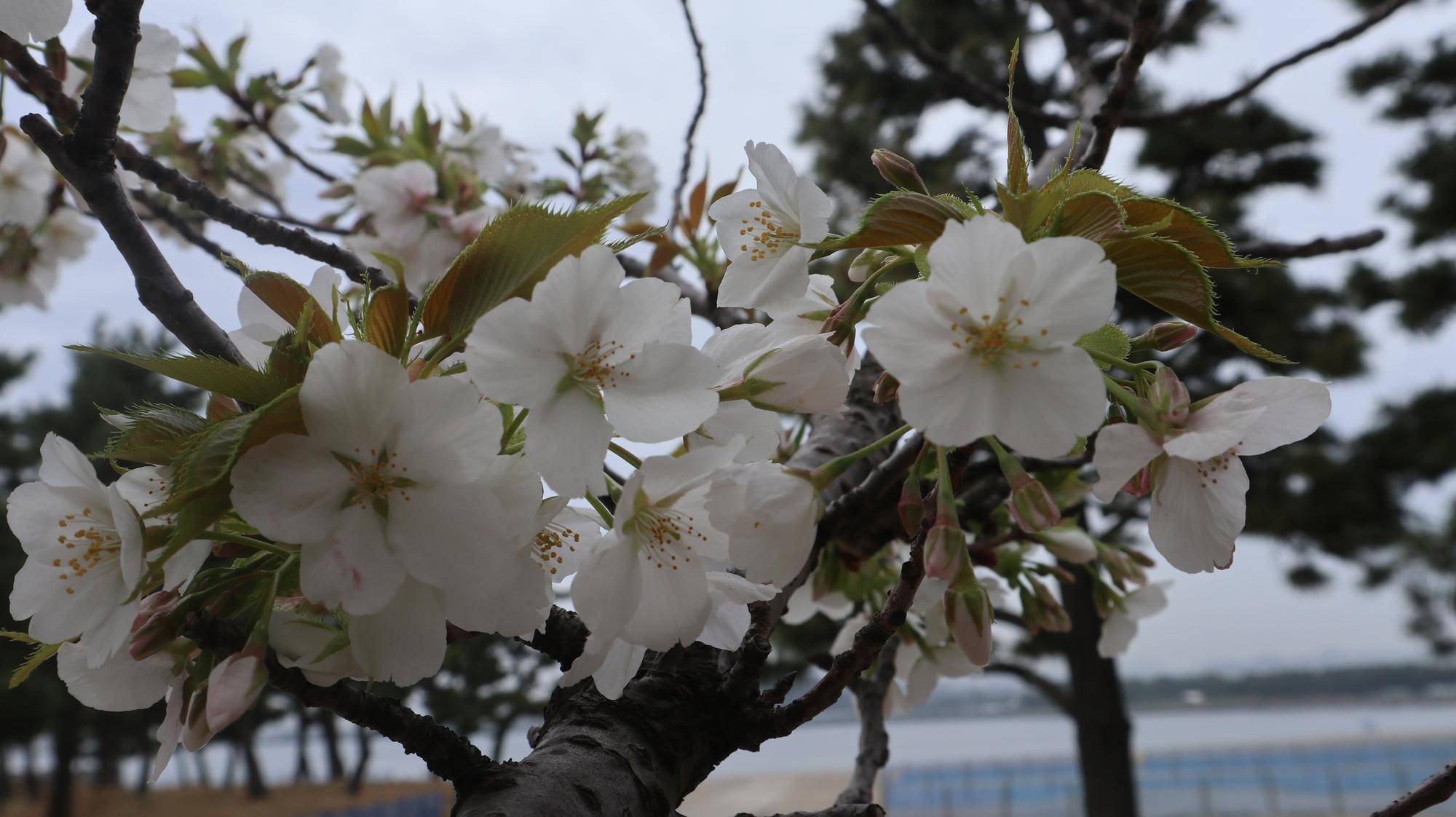 海の公園 サクラ開花情報【2024年4月8日号】の写真