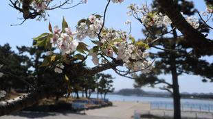 海の公園　サクラ開花情報【2024年4月11日号】