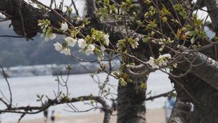 海の公園　サクラ開花情報【2024年4月2日号】