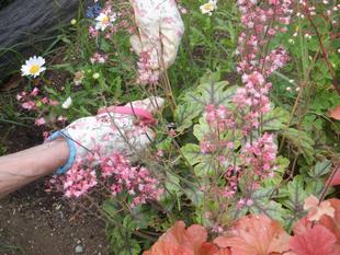 5/19ボランティアのみなさんと花だんの手入れをしました