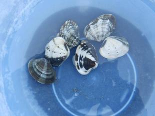 GW後の潮干狩り