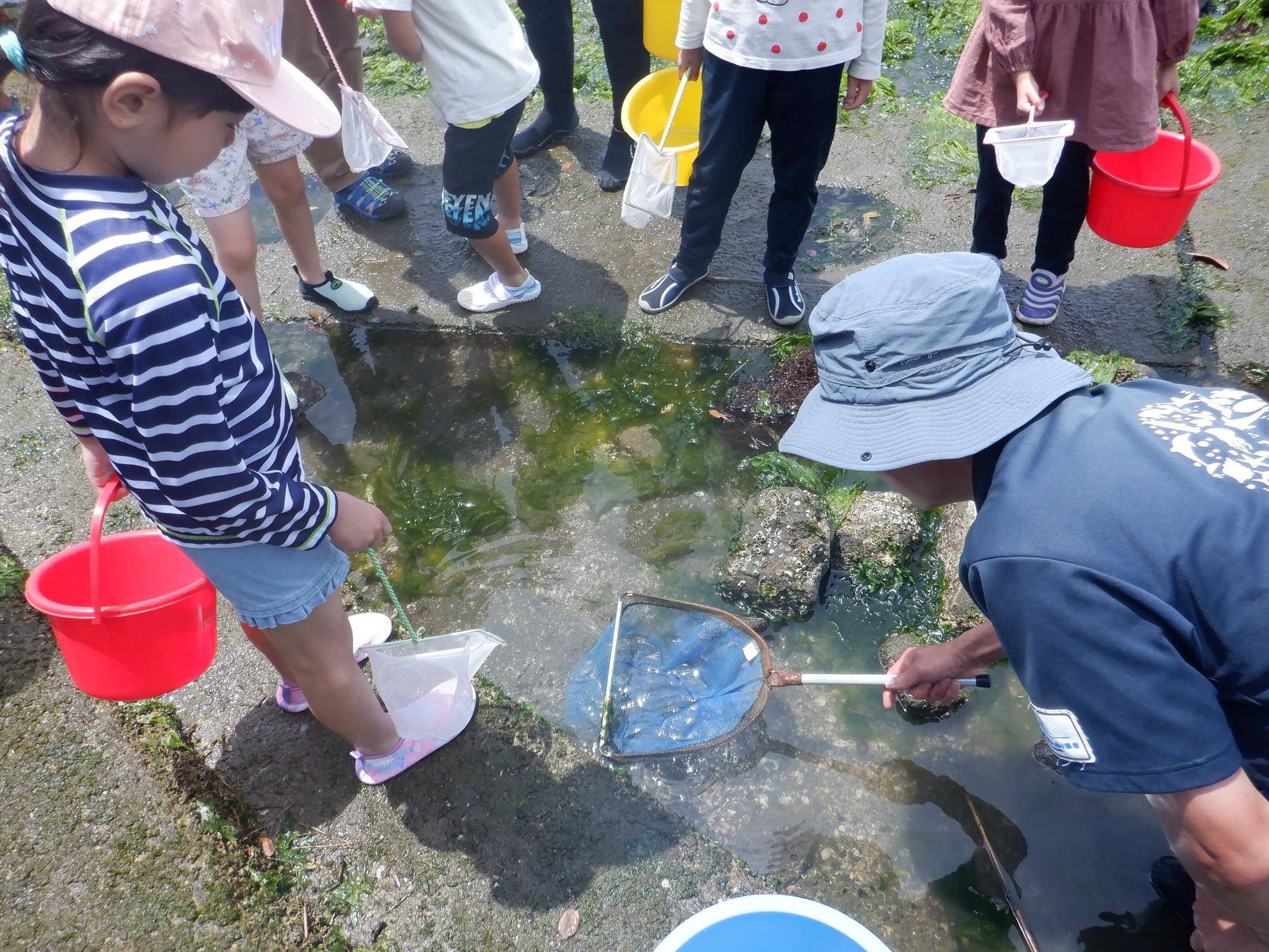 第16期海の環境を考える親子講座「磯場の生きもの観察」を開催しましたの写真