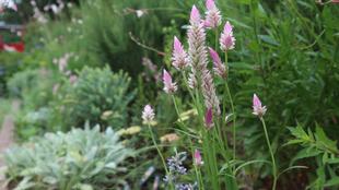 ボランティアDAY ＆「ナチュラルガーデン講座」