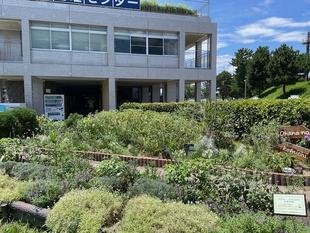 ボランティアの方と花壇の手入れを行いました