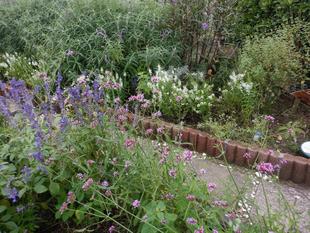 ボランティアの方と花壇の草取りを行いました。