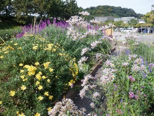  花壇の手入れボランティア募集！　11/17（日）「海の公園ボランティアＤＡＹ」