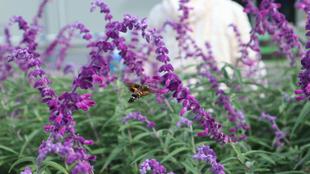 ボランティアのみなさんと花壇の手入れをしました