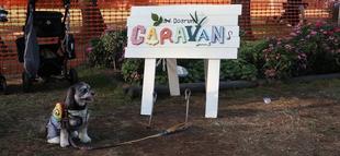 可愛いワンちゃんが集まって「海の公園シーサイドドッグラン2024秋」が開催されました