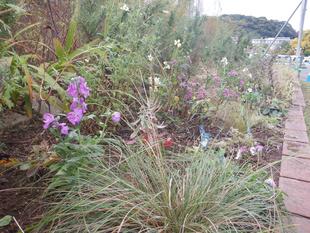 ボランティアDAY ＆「ナチュラルガーデン講座」秋編